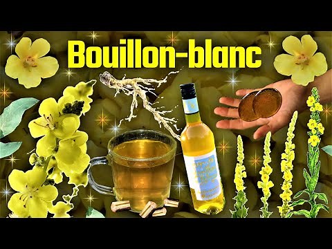 🌿Le Bouillon-blanc, une plante médicinale vedette de la sphère ORL ! 🏵️❄️