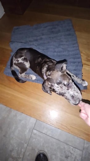 Lights out, opportunistic training! If you're working Cookie, than I'm training ... sweet puppy. | All Dogs Training Center