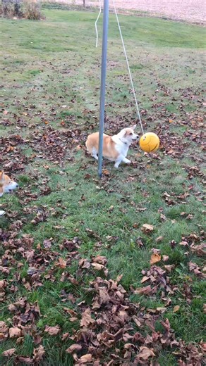Corgi Tether Ball. 🙌 | Dream View Corgis