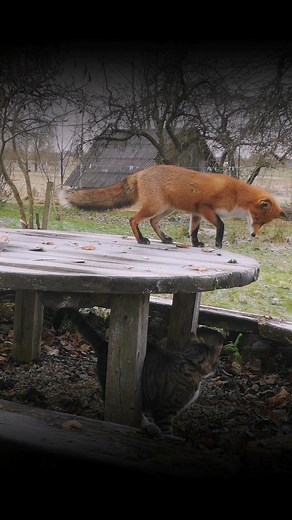 A ku-kū 😃 atsipalaiduokim - penktadienis 👌 Editos spalvos ir #Micius ir #lapiokas ir #penktadienis | Edita Kušleikienė