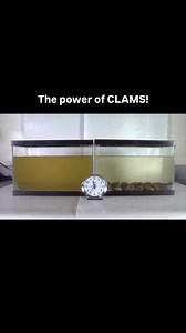 1.3M views · 50K reactions | Your quarterly reminder that clams are...