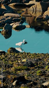 Little egret feeding on a tide pool during low tide