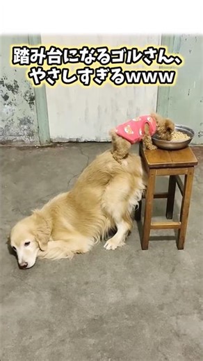 5 dog videos that will make you smile lol #dog #life with a dog #dog #cute #adorable #relaxing #p...