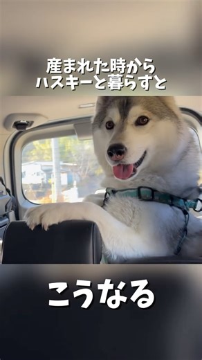 いちみ on Instagram: "家族でお出かけに行くときの車内😂😂😂 この状況で眠くなる生後2ヶ月はかなり大物なのでは…？笑 いちみはもう4歳なんだからもうちょっと落ち着いてもらっていいかな？^ ^ #シベリアンハスキー #ハスキー #愛犬 #犬好きな人と繋がりたい #ハスキーいちみちゃん siberianhusky husky 犬のいる暮らし いぬすたぐらむ 犬スタグラム 犬 犬のいる生活 犬好き dog dogstagram"