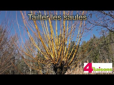 Tailler les saules - Les 4 Saisons du jardin bio