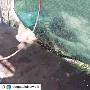 New! Online classes for training your chickens to do tricks are coming. Sign up with @Adoptabirdnetwork #Repost @adoptabirdnetwork • • • • • • Does your chicken know their name? Do they come when you call them? Did you ever wonder if there are other tricks they can do? Learn the answers at our awesome online chicken trick classes! What better way to enrich life for both yourself and your feathery friends? If you're interested, comment below with your email and we'll send you an invite to our fun