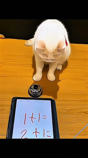 Is this cat the smartest? 🐱🧠 #shorts #pets