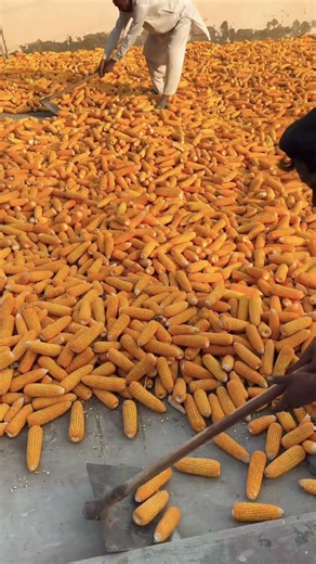 Maize Aeration Process in Action 🌽 | Labor Spreading & Breaking Grain Piles #maize #aeration #farm