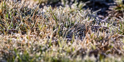 5 simple lawn jobs to do now for healthier grass this spring