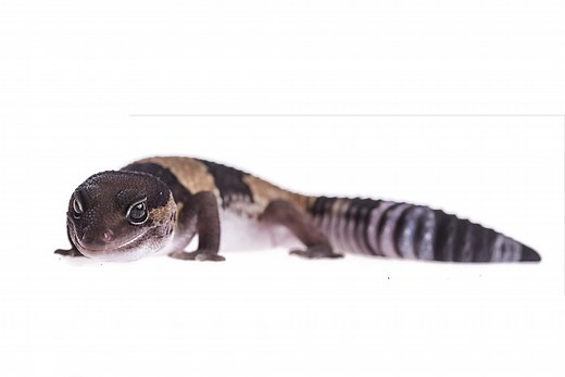 African Fat-Tailed Gecko Colors: Rarest to Most Common