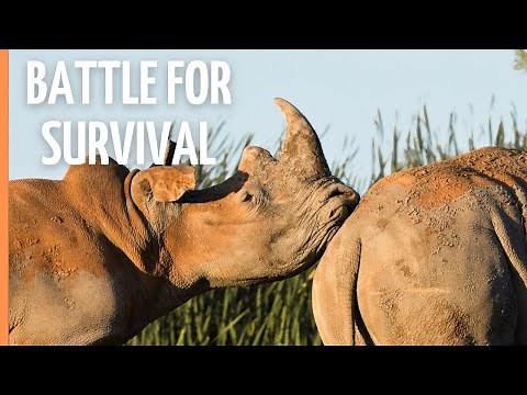 Kenya - Safari through the land of the rhinos | Full Documentary