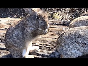Rabbit that appears to be screaming for help [Rabbit Scream]