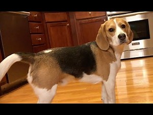 How Oliver uses his tail to communicate with us