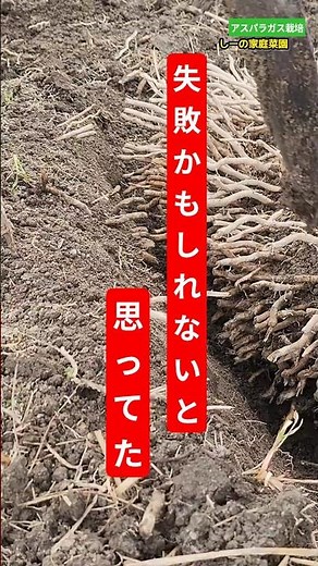 ブチブチ根を切って移植したアスパラガスの根 失敗…じゃなかった！《しーの家庭菜園＊アスパラガス栽培》