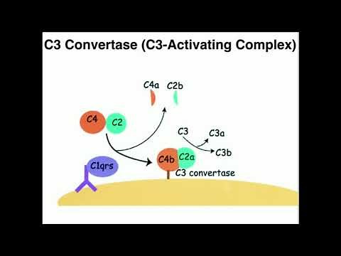 Classical Pathway of Complement Activation