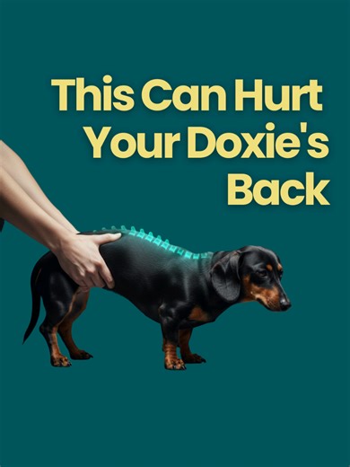Dachshund Health: Proper Lifting Techniques for Safety