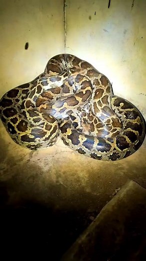24K views · 479 reactions | A huge python was sighted inside the pump...