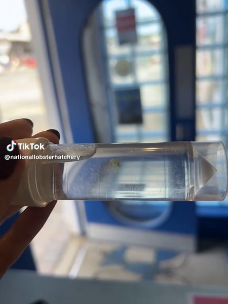 Day Old Baby Lobster Conservation Insights