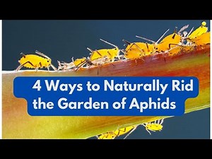 4 Ways to Naturally Rid the Garden of Aphids