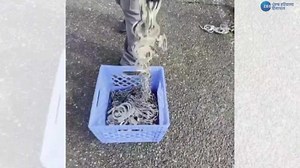 US Deportation: ਡਿਪੋਰਟੇਸ਼ਨ ਵਿਚਾਲੇ ਵ੍ਹਾਈਟ ਹਾਊਸ ਵੱਲੋਂ ਬੇੜੀਆਂ ਲਗਾਉਣ ਦੀ ਵੀਡੀਓ ਜਾਰੀ; ਗੈਰ-ਕਾਨੂੰਨੀ ਏਲੀਅਨ ਦੇਸ਼ ਨਿਕਾਲਾ ਲਿਖਿਆ