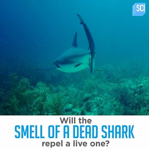Can the smell of a dead shark act as a repellent for sharks in attack mode? Watch one of the MythBusters' most definitive conclusions EVER, and get ready for Shark Week, premiering July 22! | MythBusters