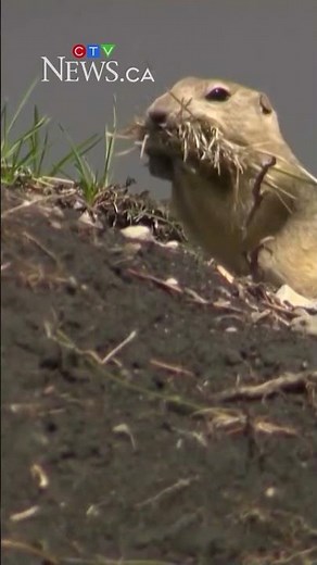 Alberta farmers can use strychnine to kill gophers