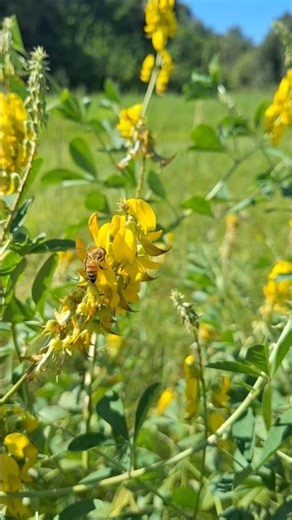 Bees working Yellow Sweetclover (Melilotus officinalis) @ Citrus Country Bees