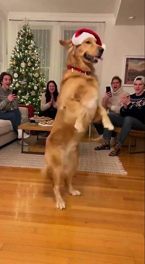 Ultimate Christmas Golden Retriever Dance Viral Dog Party Circle USA Holiday Cinematic 2025