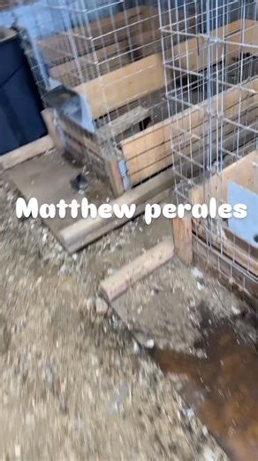 gamefowl claret gamefowl kelso gamefowl sweater gamefowl brown red gamefowl malay gamefowl roundhead gamefowl b50 for gamefowl hatch gamefowl hennie gamefowl b12 for gamefowl gamefowl auction gamefowl accessories gamefowl antibiotics gamefowl apparel gamefowl art gamefowl association gamefowl age chart gamefowl alabama gamefowl anatomy albany gamefowl asil gamefowl american gamefowl albany gamefowl history albany gamefowl fighting style allen roundhead gamefowl anti stress vitamins for gamefowl 