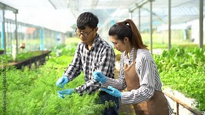 Geneticists, biologists, and scientists are studying the genetic structure of vegetables in a greenhouse.