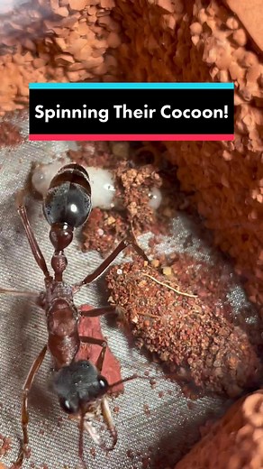 Ant Larvae Spinning Cocoon | Fascinating Video