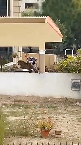 Angry Leopard 😢😱💔 #leopard #tiger #animals | ALi Khan AK