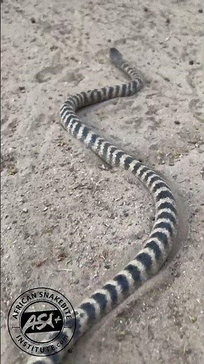 Zebra Cobra on the move #snake #highlyvenomous #wildlife #reptiles #nature