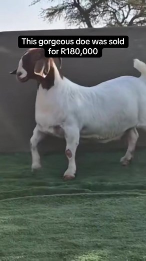 Raising Boer Goats Guide: Tips & Tricks for Success