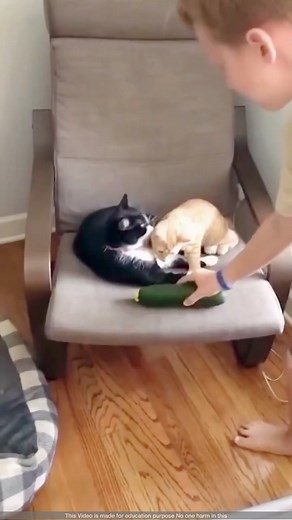 Strange Behaviour 😨 | Perkins Eyambe