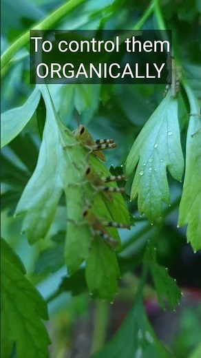 Easy & Effective Organic Grasshopper Control Tips for Your Garden! Natural Pest Control Guide 🌱🦗