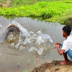 Fish trap in new method - How to use live bait for fishing | MRL HD