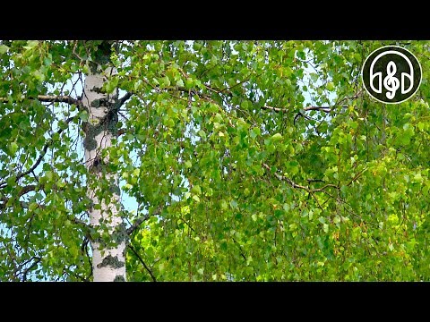 Soothing sounds of tree leaves, wind sounds, and birdsong.