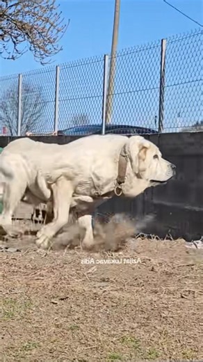 Massive Central Asian Shepherd Alabai Guarding His Territory #Alabai #CentralAsianShepherd #GiantDog