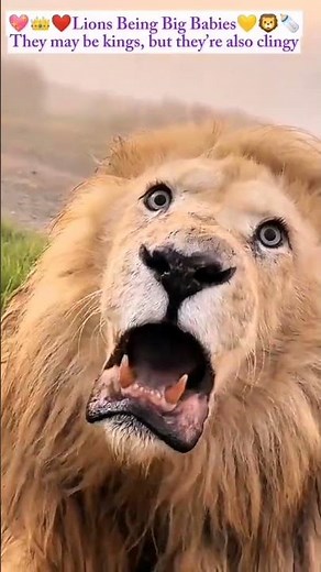 Majestic White Tigers | Stunning & Powerful Compilation #animalshorts #heartwarming #pets