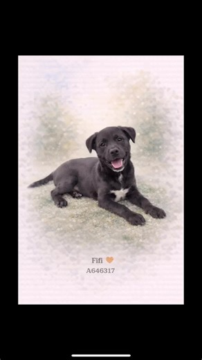 A646317 Fifi @savinghoustonspets name is Fifi. I am a spayed female. I look like a black Alaskan Husky mix. Age: The shelter staff think I am about 5 months old. More Info: I weigh 22.00 pounds.