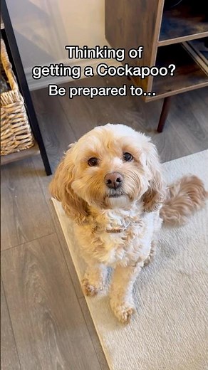 How to Be Prepared for a Cockapoo 😳