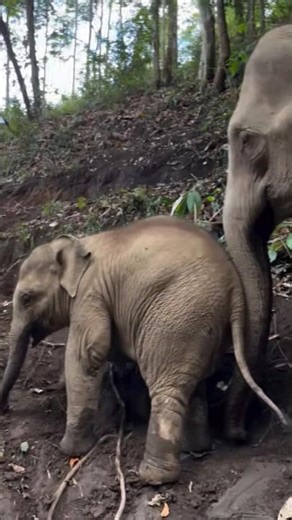 A Mother's Love: Mom Elephant Helps Baby Climb Steep Hill❤️ #shorts #elephant #cuteanimals #wildlife