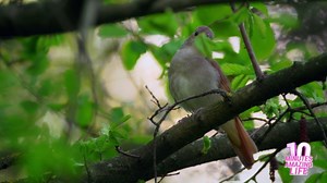 Common Nightingale Singing in the Forest