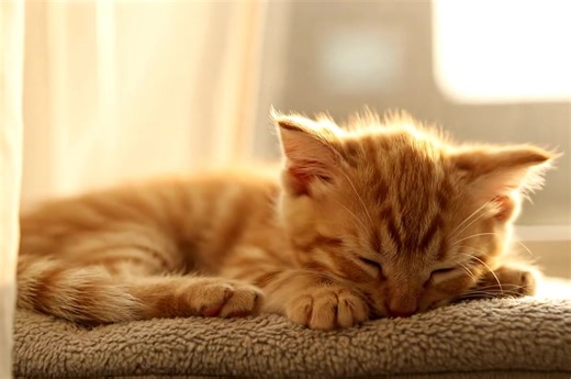 Kittens on Parade 🐾 #cat #ragdoll #catsoftiktok #catlover #canada #catlove | Lovely Cat