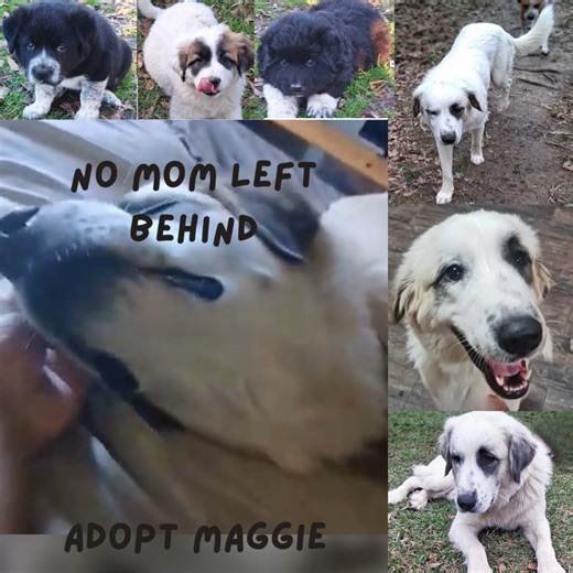 Maggie's pups are all adopted. Mom dogs are the best but Maggie's still waiting ... | National Great Pyrenees Rescue