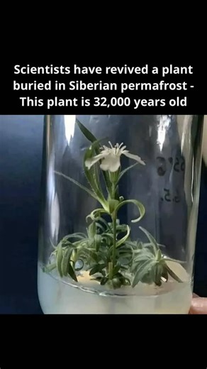 🌿 Plant Insight Community on Instagram: "Russian scientists revive 32,000 years old flower from the Pleistocene epoch - read the story : A team of scientists from the Institute of Cell Biophysics and the Institute of Physicochemical and Biological Problems in Soil Science, Russian Academy of Sciences, has successfully revived a flowering plant from a 32,000-year-old fruit buried in Siberian permafrost. Silene stenophylla was revived after it had been ingested by an arctic ground squirrel roughl