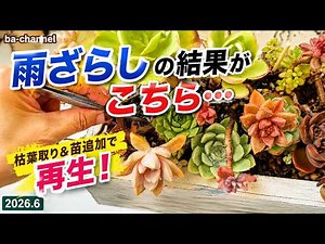 698 {Succulents} Revamping my neglected wooden box arrangement! Planting leaf propagation seedlin...