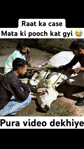 Injured Cow rescue at Night! 🐮🚑 | Gau mata Seva