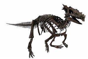 Dracorex - Alchetron, The Free Social Encyclopedia